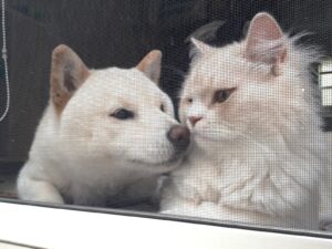 GW休診のお知らせ