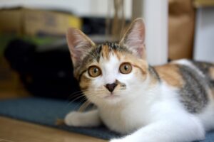 愛玩動物看護師募集(27年新卒)