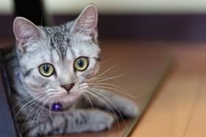 愛玩動物看護師(正社員)募集